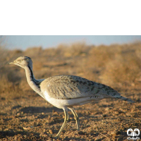 گونه هوبره Macqueenii Bustard